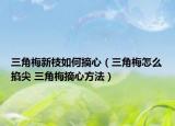 三角梅新枝如何摘心（三角梅怎么掐尖 三角梅摘心方法）