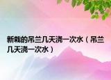 新栽的吊兰几天浇一次水（吊兰几天浇一次水）