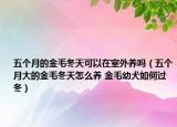 五个月的金毛冬天可以在室外养吗（五个月大的金毛冬天怎么养 金毛幼犬如何过冬）
