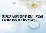 朱顶红8月份怎么养长的好（朱顶红8月份怎么养 几个技巧打通）