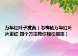 万年红叶子发黄（怎样使万年红叶片更红 四个方法教你轻松搞定）