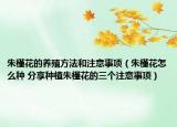 朱槿花的养殖方法和注意事项（朱槿花怎么种 分享种植朱槿花的三个注意事项）