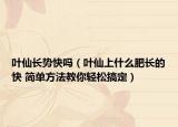 叶仙长势快吗（叶仙上什么肥长的快 简单方法教你轻松搞定）
