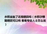 水稻坐胎了还用晒田吗（水稻孕穗期晒田可以吗 看看专业人士怎么说）