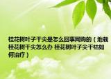桂花树叶子干尖是怎么回事网购的（地栽桂花树干尖怎么办 桂花树叶子尖干枯如何治疗）