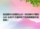 桂花树叶片发黄怎么办（桂花树叶子黄怎么办 从这5个方面对症下药两周就能生机勃勃）