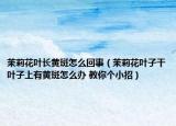 茉莉花叶长黄斑怎么回事（茉莉花叶子干叶子上有黄斑怎么办 教你个小招）