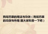 狗尾巴草的用法与功效（狗尾巴草的功效与作用 跟大家科普一下吧）