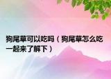 狗尾草可以吃吗（狗尾草怎么吃 一起来了解下）