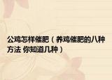 公鸡怎样催肥（养鸡催肥的八种方法 你知道几种）