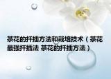 茶花的扦插方法和栽培技术（茶花最强扦插法 茶花的扦插方法）
