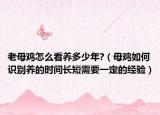 老母鸡怎么看养多少年?（母鸡如何识别养的时间长短需要一定的经验）