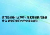 紫花红根是什么草药（烟紫花根的用途是什么 烟紫花根的药用价植有哪些）