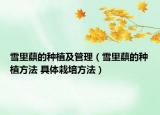 雪里蕻的种植及管理（雪里蕻的种植方法 具体栽培方法）