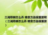 三湖慈鲷怎么养 喂食方面很重要呢（三湖慈鲷怎么养 喂食方面很重要）