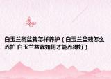 白玉兰树盆栽怎样养护（白玉兰盆栽怎么养护 白玉兰盆栽如何才能养得好）