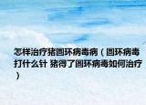 怎样治疗猪圆环病毒病（圆环病毒打什么针 猪得了圆环病毒如何治疗）