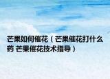 芒果如何催花（芒果催花打什么药 芒果催花技术指导）
