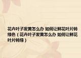花卉叶子发黄怎么办 如何让鲜花叶片转绿色（花卉叶子发黄怎么办 如何让鲜花叶片转绿）