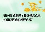 琴叶榕 好养吗（琴叶榕怎么养 如何能更好的养好它呢）