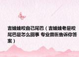 吉娃娃咬自己尾巴（吉娃娃老是咬尾巴是怎么回事 专业兽医告诉你答案）
