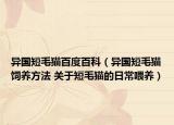 异国短毛猫百度百科（异国短毛猫饲养方法 关于短毛猫的日常喂养）