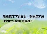 狗狗尿不下来咋办（狗狗尿不出来有什么原因 怎么办）