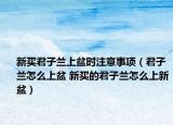 新买君子兰上盆时注意事项（君子兰怎么上盆 新买的君子兰怎么上新盆）