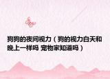 狗狗的夜间视力（狗的视力白天和晚上一样吗 宠物家知道吗）