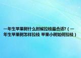 一年生苹果树什么时候拉枝最合适?（一年生苹果树怎样拉枝 苹果小树如何拉枝）