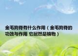 金毛狗脊有什么作用（金毛狗脊的功效与作用 它居然是植物）
