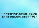 红心火龙果的功效与作用百科（红心火龙果的功效与作用及禁忌 赶紧学习一下吧）