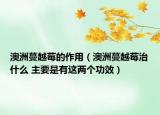澳洲蔓越莓的作用（澳洲蔓越莓治什么 主要是有这两个功效）
