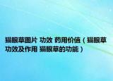 猫眼草图片 功效 药用价值（猫眼草功效及作用 猫眼草的功能）