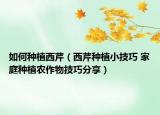 如何种植西芹（西芹种植小技巧 家庭种植农作物技巧分享）