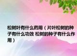 松树叶有什么药用（片叶松树的种子有什么功效 松树的种子有什么作用）