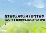 白丁香怎么养怎么种（白花丁香怎么养 白丁香的种植与养殖方法介绍）