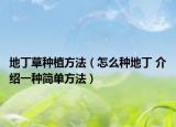 地丁草种植方法（怎么种地丁 介绍一种简单方法）