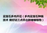 蓝宝石多肉开花（多肉蓝宝石种植技术 做好这三点养出胖嘟嘟植物）