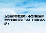 鱼池养虾需要注意（小苏打在养虾池的作用与用量 小苏打如何用来养虾）