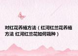 对红花养殖方法（红河红兰花养殖方法 红河红兰花如何栽种）