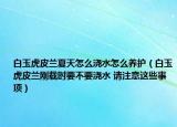 白玉虎皮兰夏天怎么浇水怎么养护（白玉虎皮兰刚载时要不要浇水 请注意这些事项）