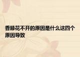香膝花不开的原因是什么这四个原因导致
