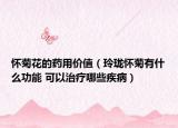 怀菊花的药用价值（玲珑怀菊有什么功能 可以治疗哪些疾病）