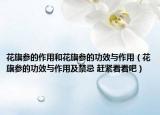 花旗参的作用和花旗参的功效与作用（花旗参的功效与作用及禁忌 赶紧看看吧）