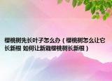 樱桃树先长叶子怎么办（樱桃树怎么让它长新根 如何让新栽樱桃树长新根）