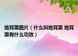 地耳菜图片（什么叫地耳菜 地耳菜有什么功效）