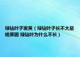 绿钻叶子发黄（绿钻叶子长不大是啥原因 绿钻叶为什么不长）