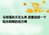 马帝莲秋天怎么养 需要选择一个阳光明媚的地方嘛
