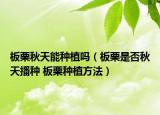 板栗秋天能种植吗（板栗是否秋天播种 板栗种植方法）
